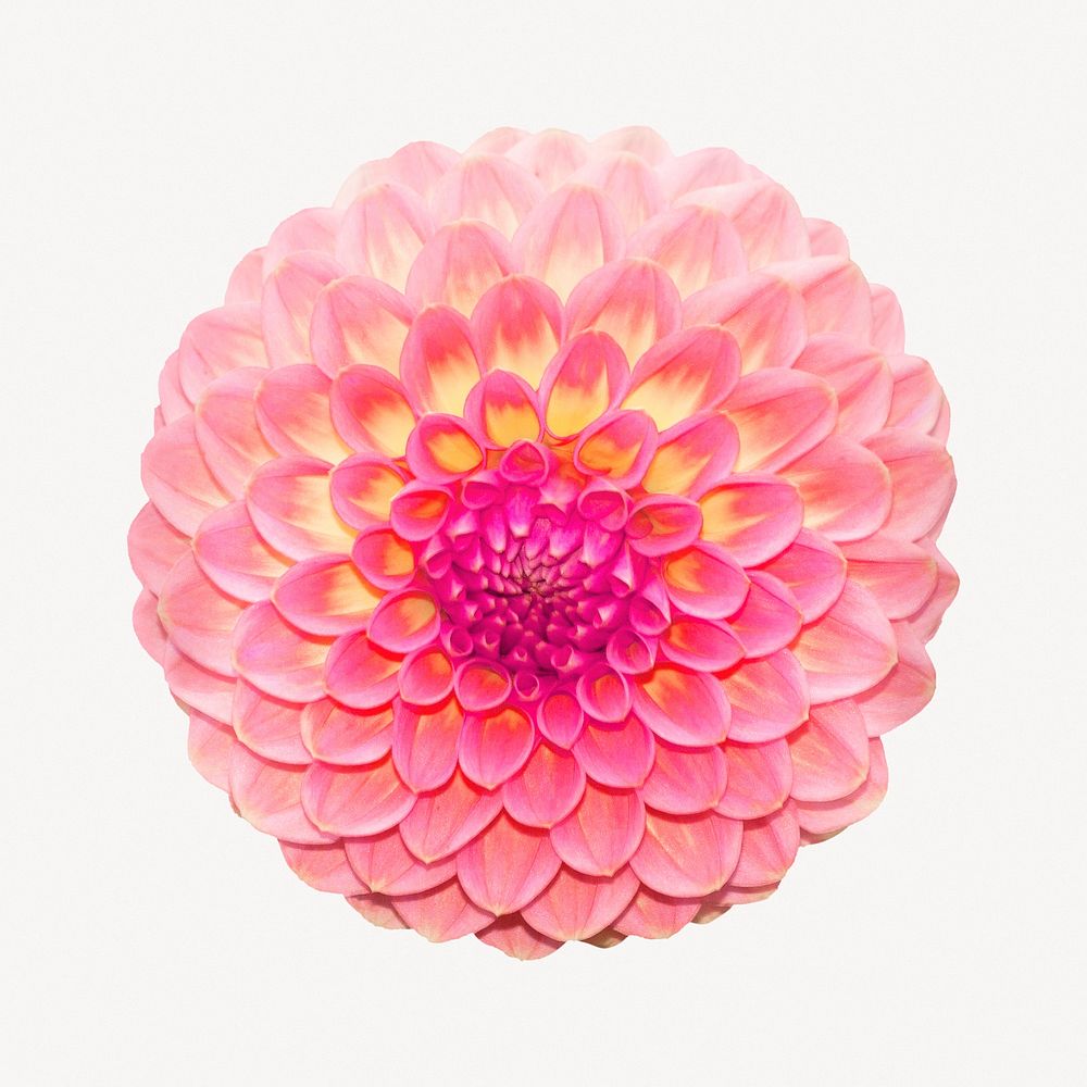 Pink dahlia flower, botanical collage element psd