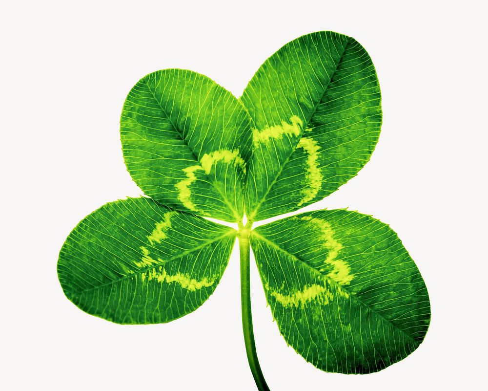 Clover leaf, isolated botanical image psd