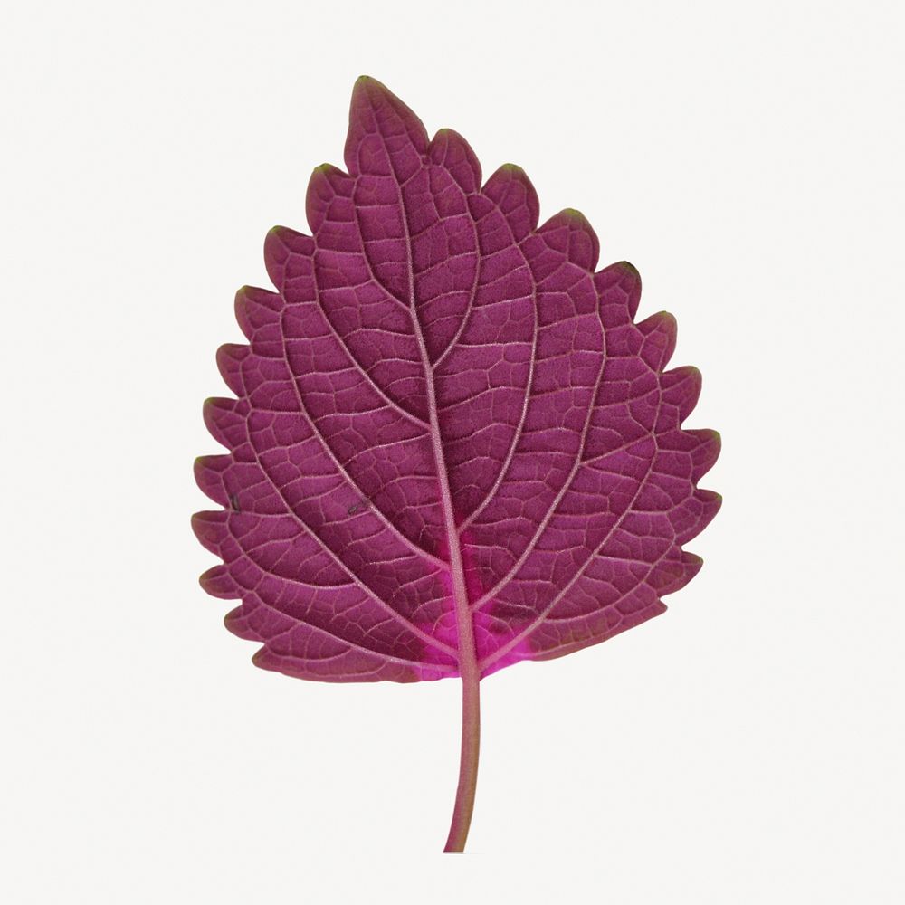 Purple leaf, isolated botanical image psd