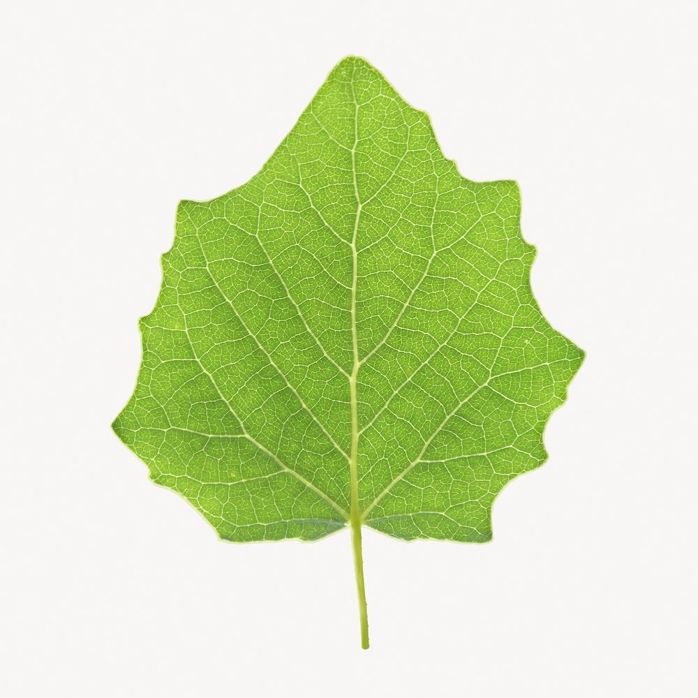 Green leaf, isolated botanical image