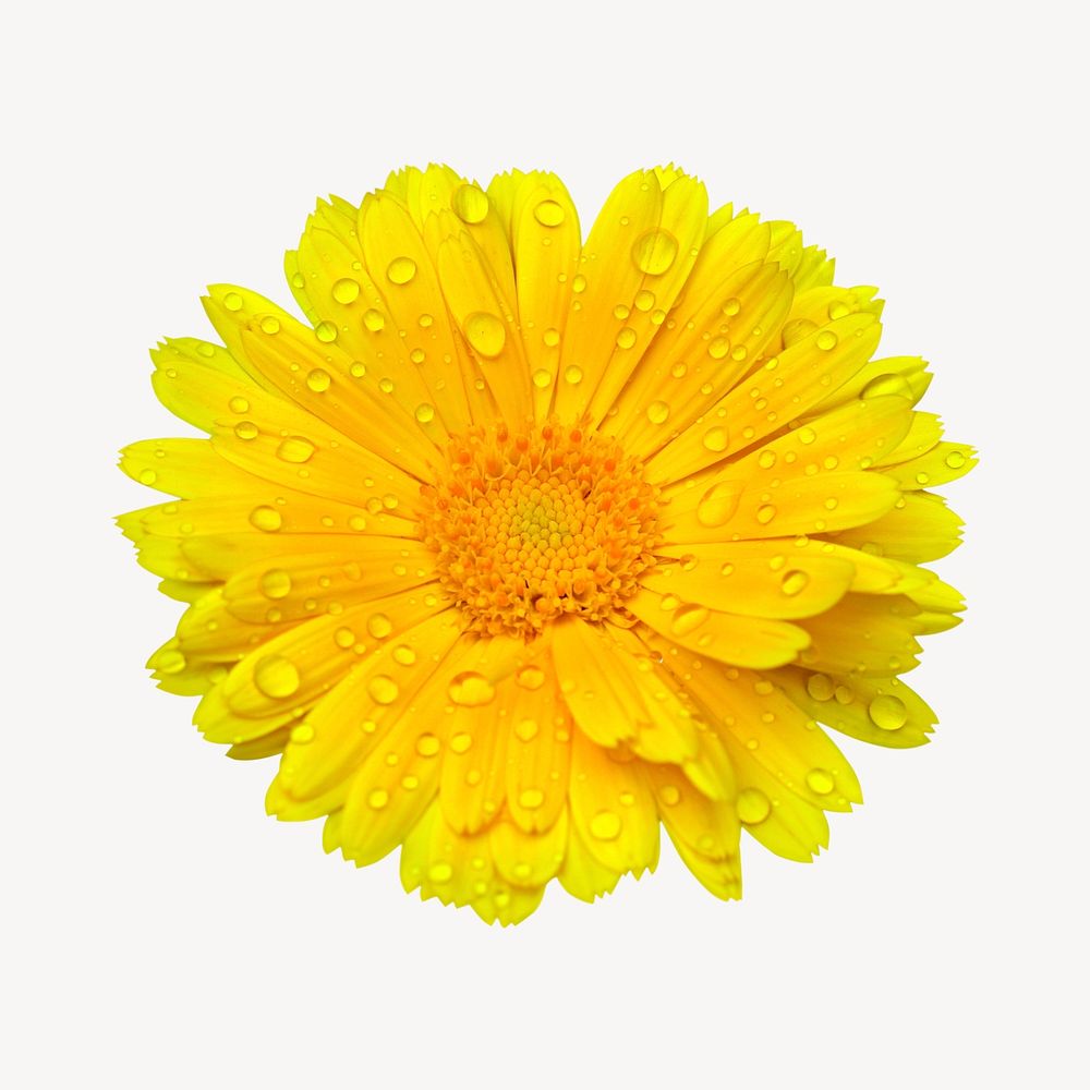 Yellow daisy collage element, isolated image psd