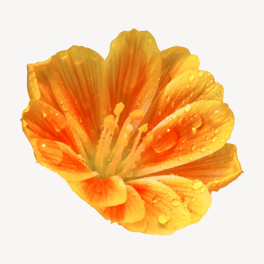 Orange lewisia collage element, isolated image psd