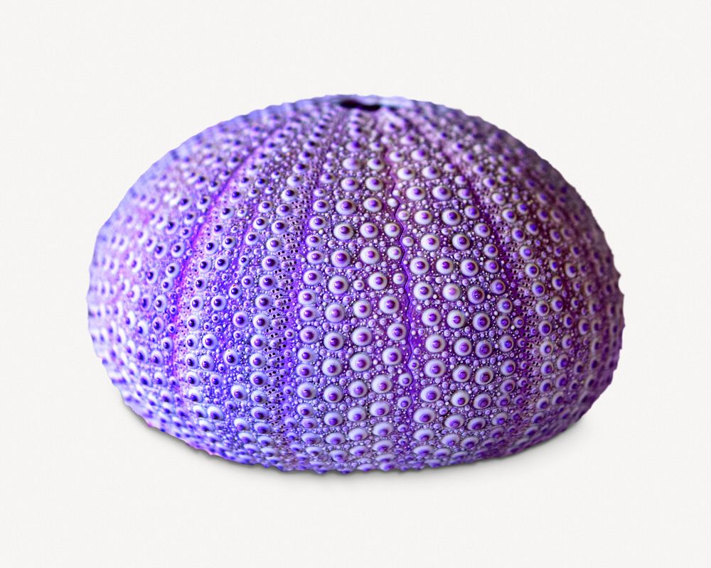 Purple sea urchin shell, isolated marine life image psd