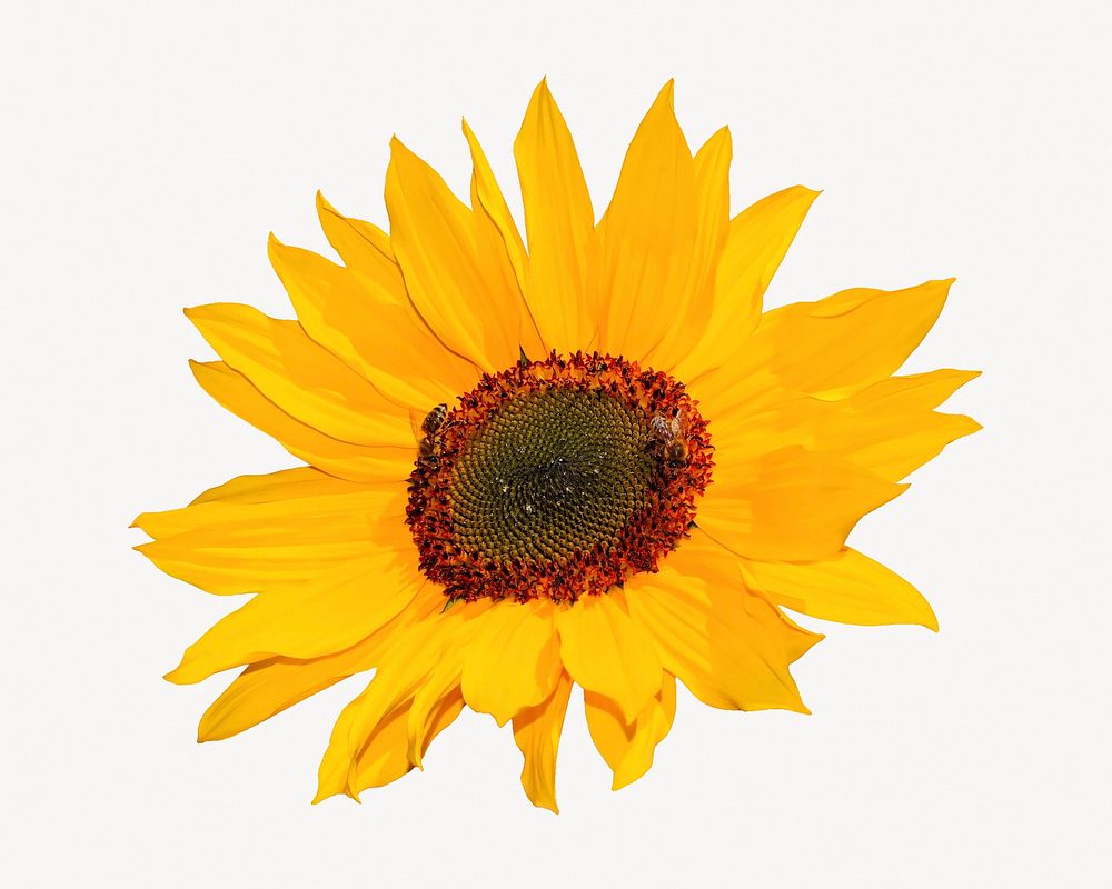 Sunflower, isolated botanical image