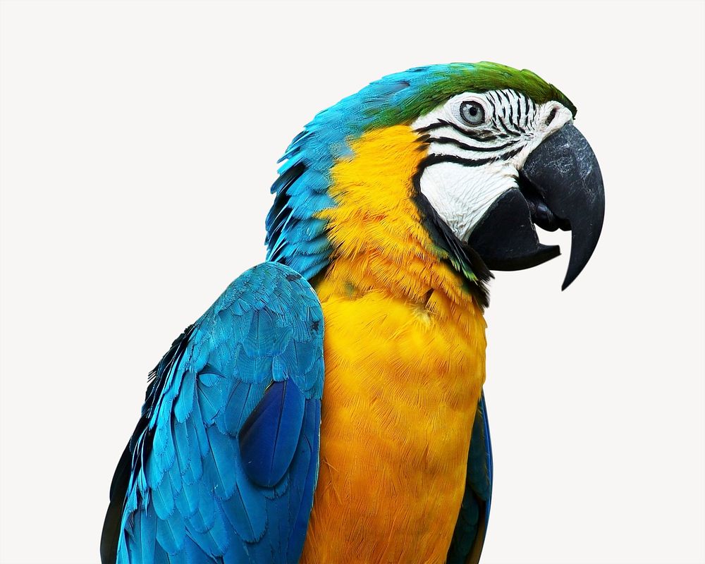 Macaw parrot, isolated animal image psd