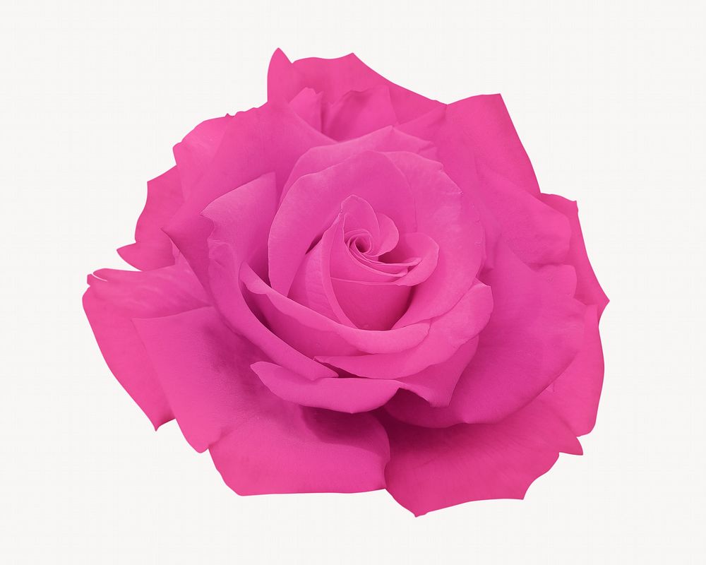 Pink rose, isolated flower image