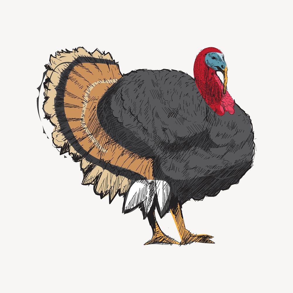 Big turkey sketch animal illustration psd