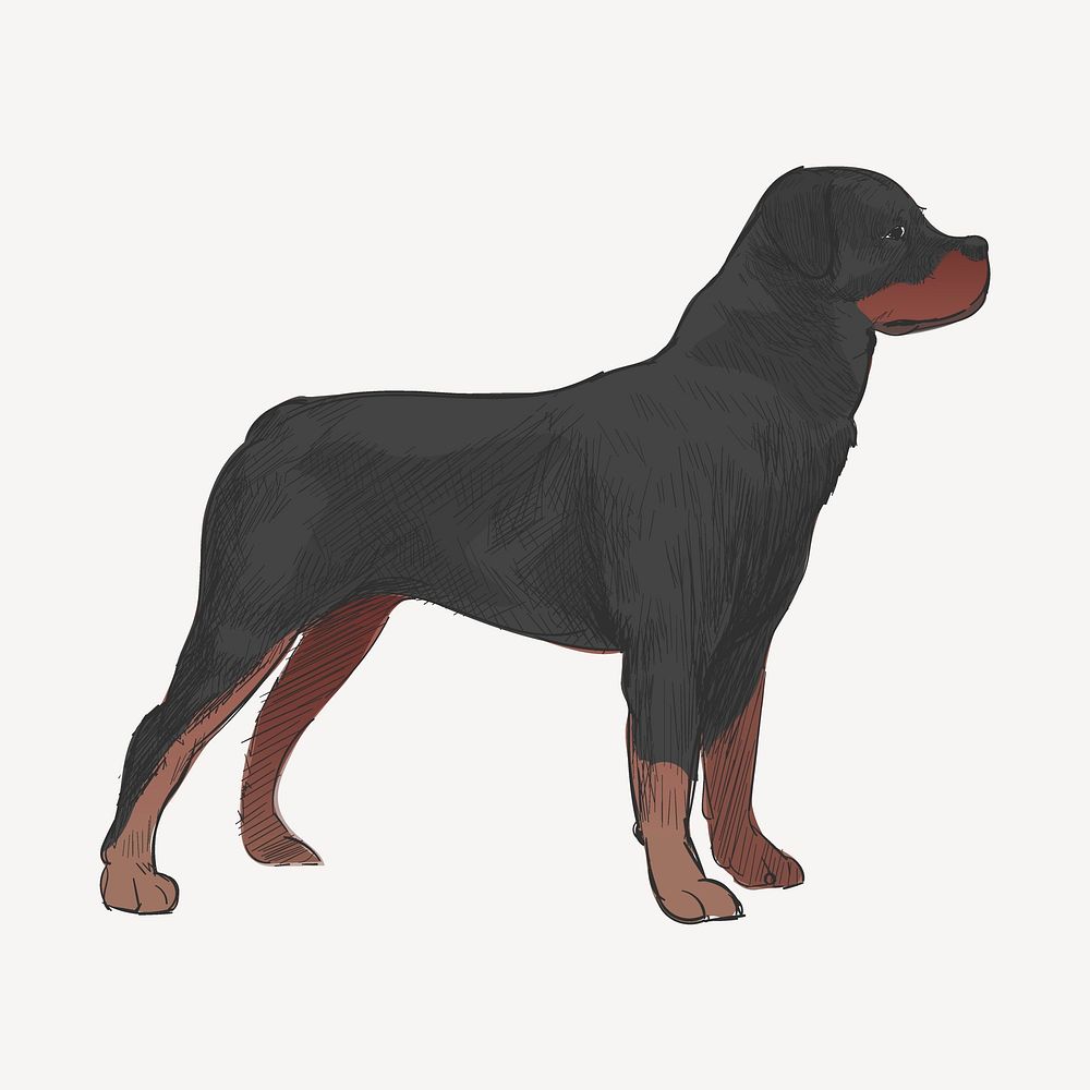 Rottweiler dog sketch animal illustration psd