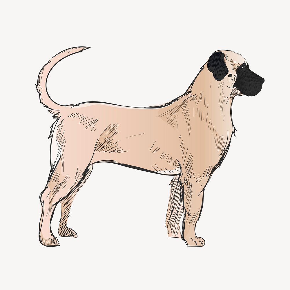 American Mastiff dog animal illustration vector