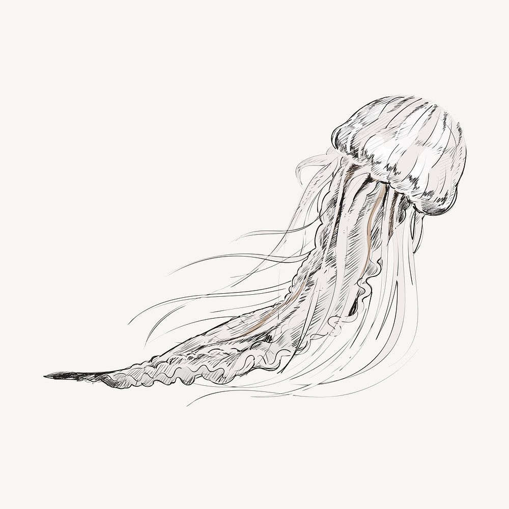 Jellyfish sketch animal illustration vector