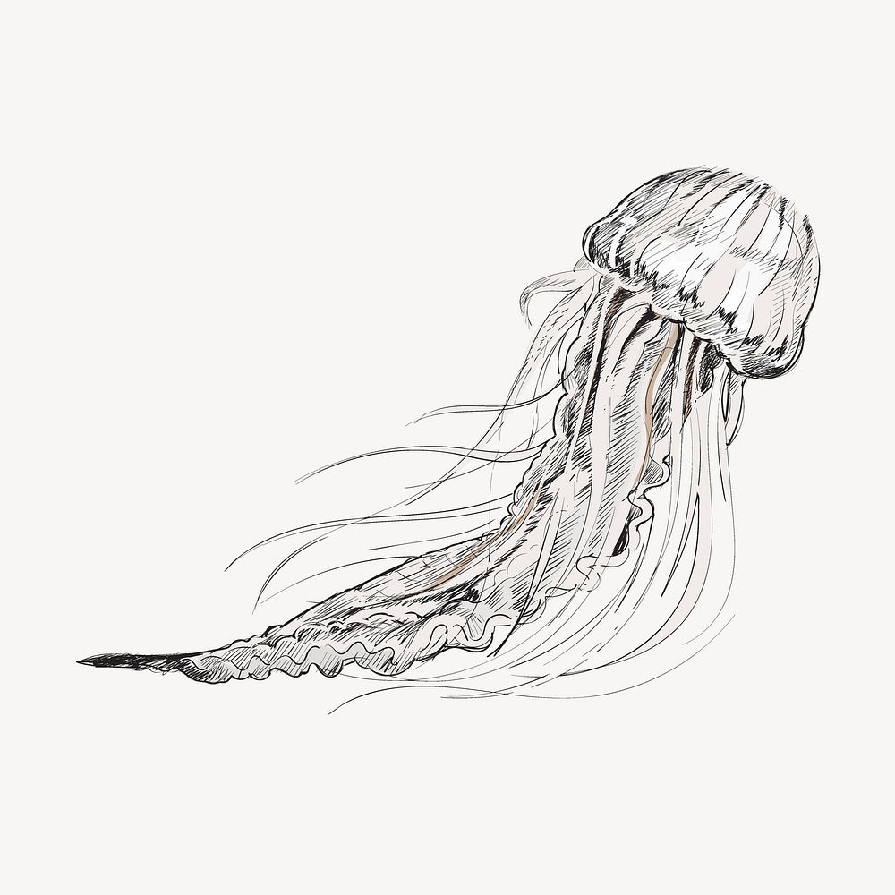 Jellyfish  sketch animal illustration psd