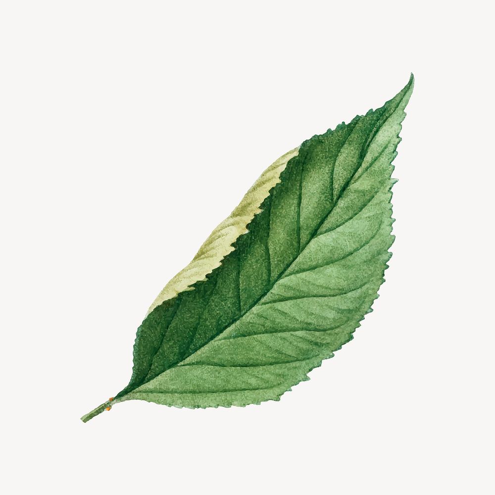 Leaf illustration collage element, botanical design 