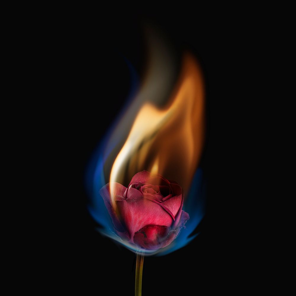 Aesthetic burning rose, black background