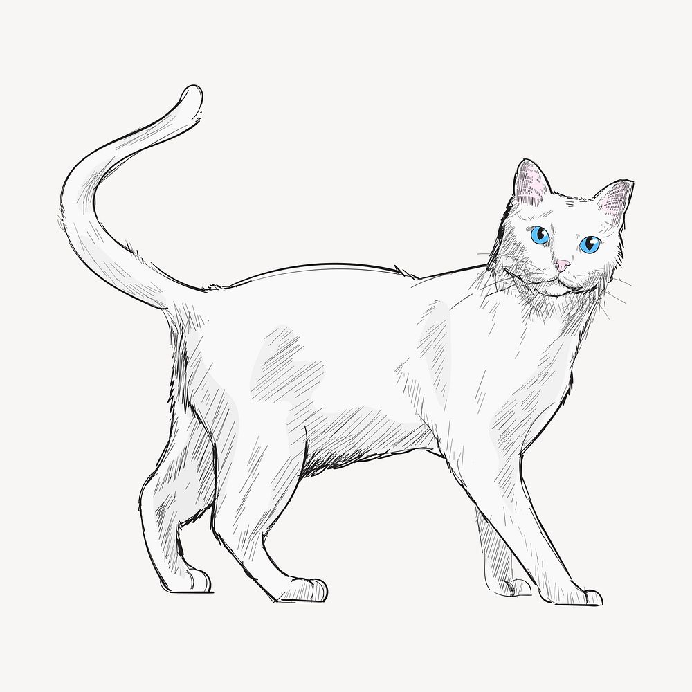 Khao Manee cat animal illustration vector