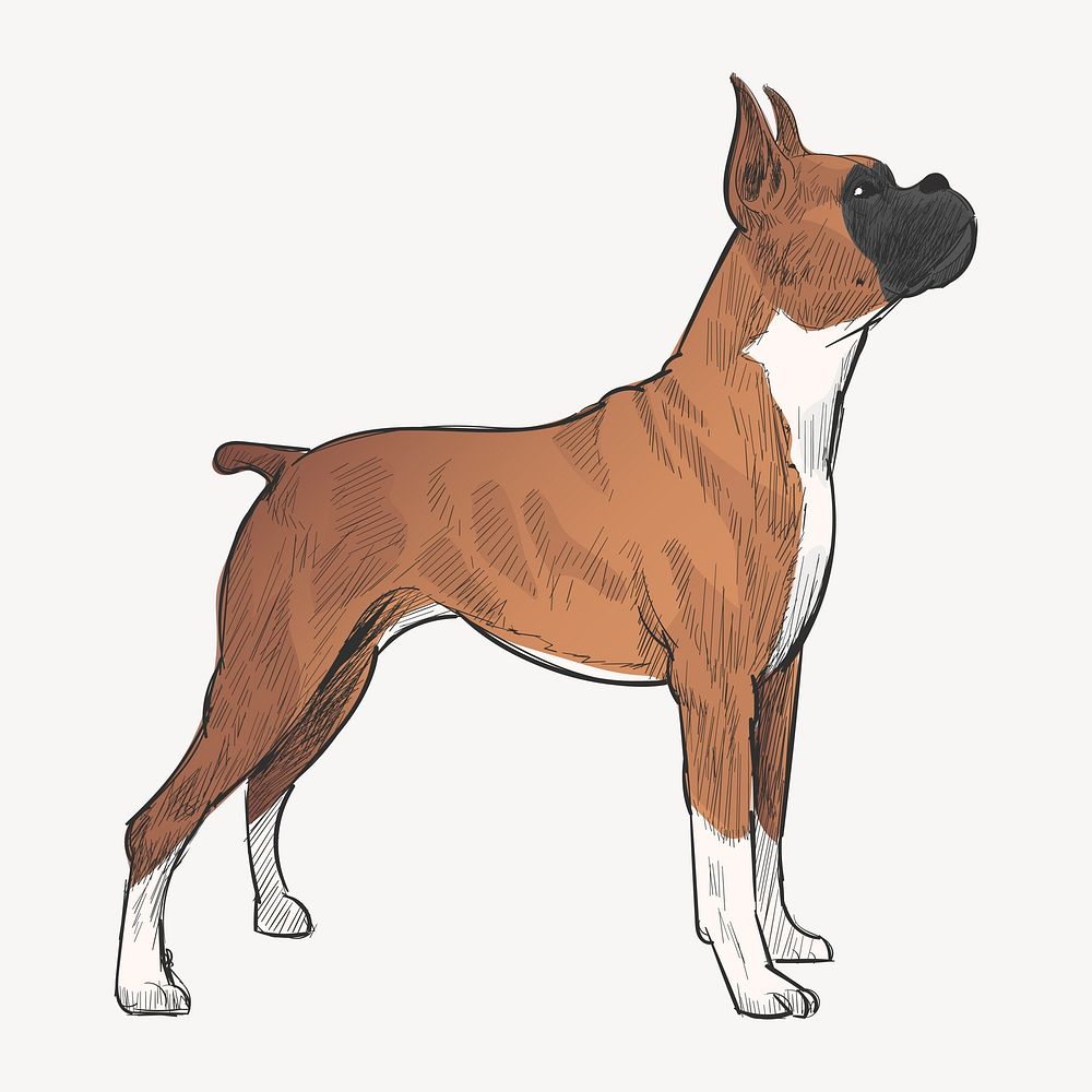 Boxer dog animal illustration vector
