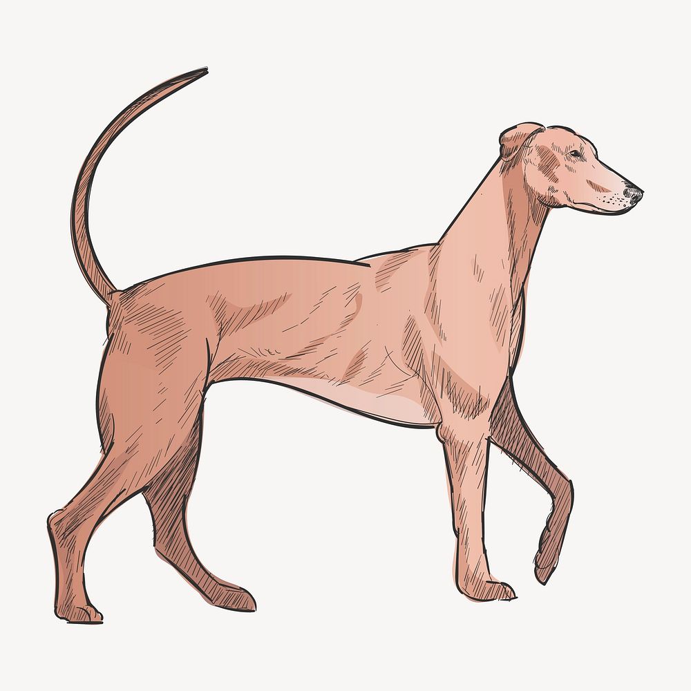 Redbone Coonhound dog animal illustration vector