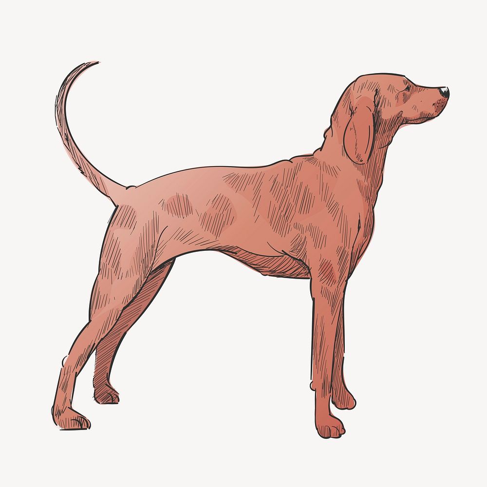 Greyhound dog animal illustration vector