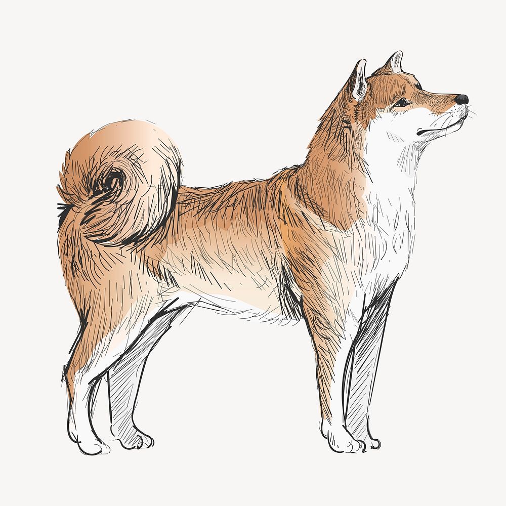 Shiba dog animal illustration vector