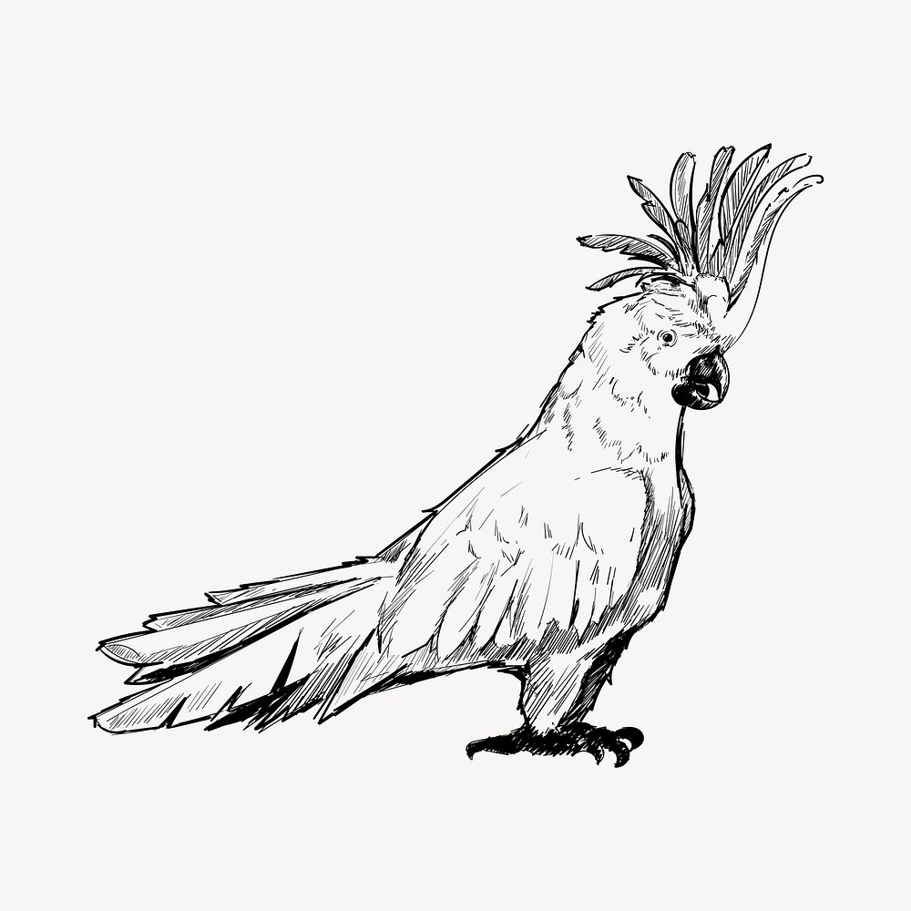 Cockatoo parrot animal illustration vector