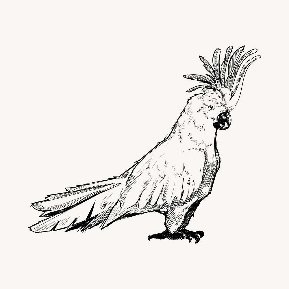 Cockatoo parrot sketch animal illustration psd