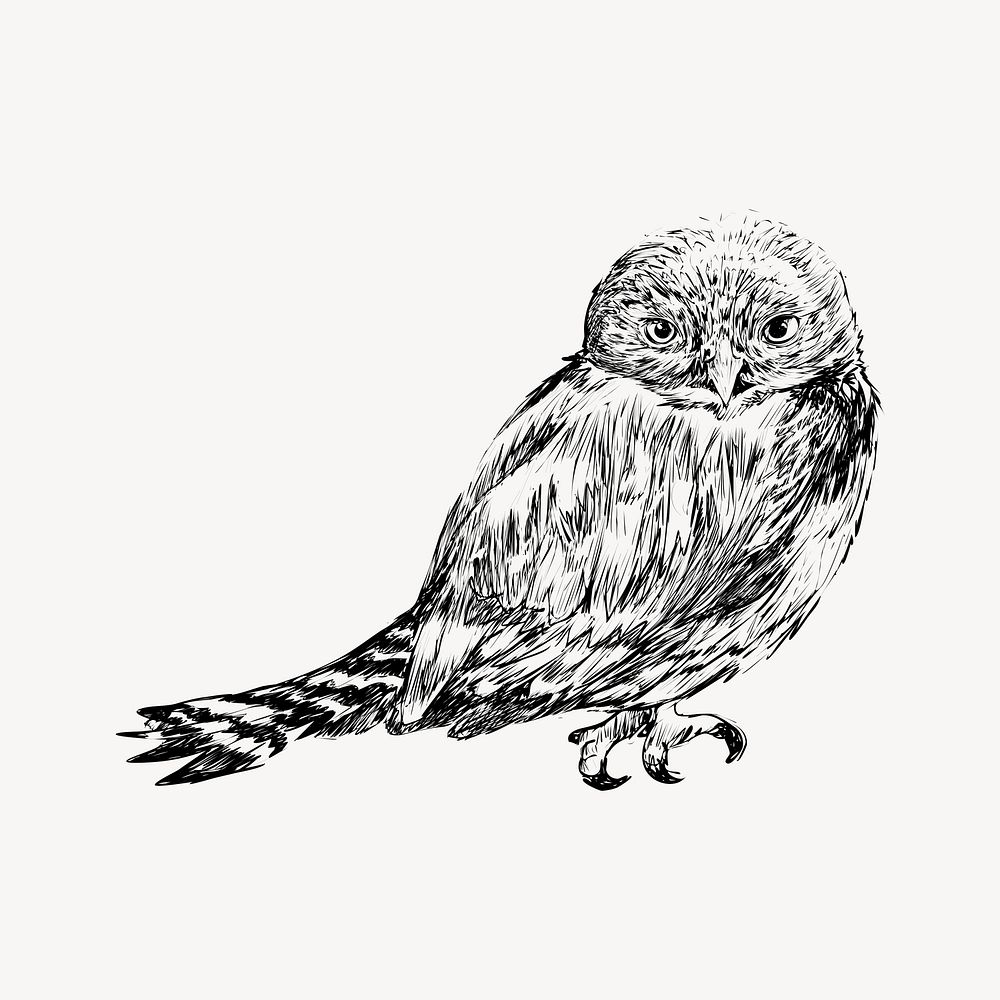 Northern Pygmy owl animal illustration vector