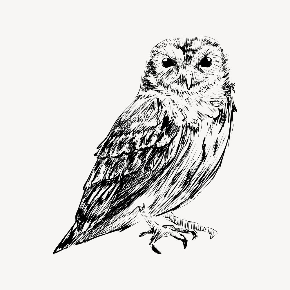 Screech owl sketch animal illustration psd