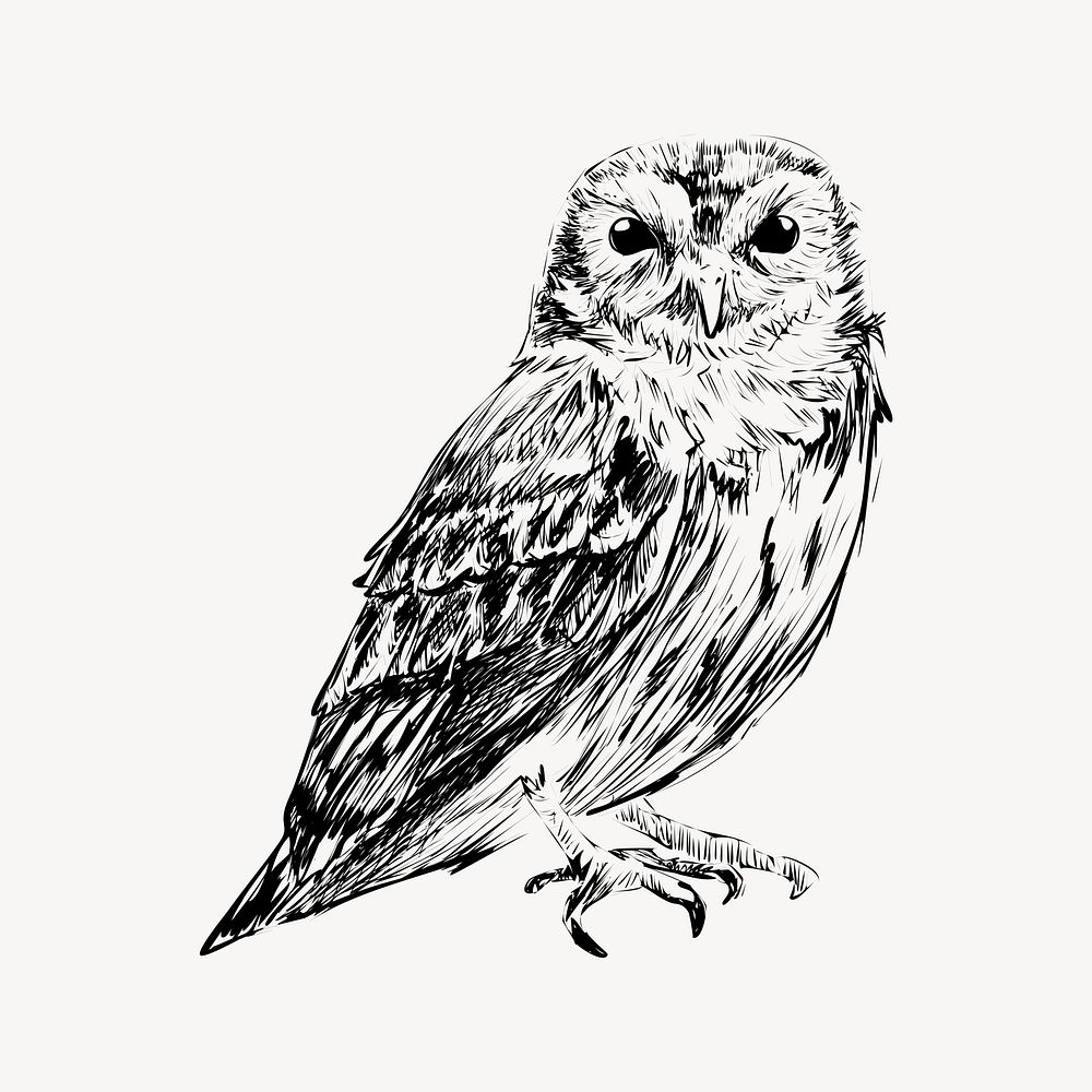 Screech owl animal illustration vector