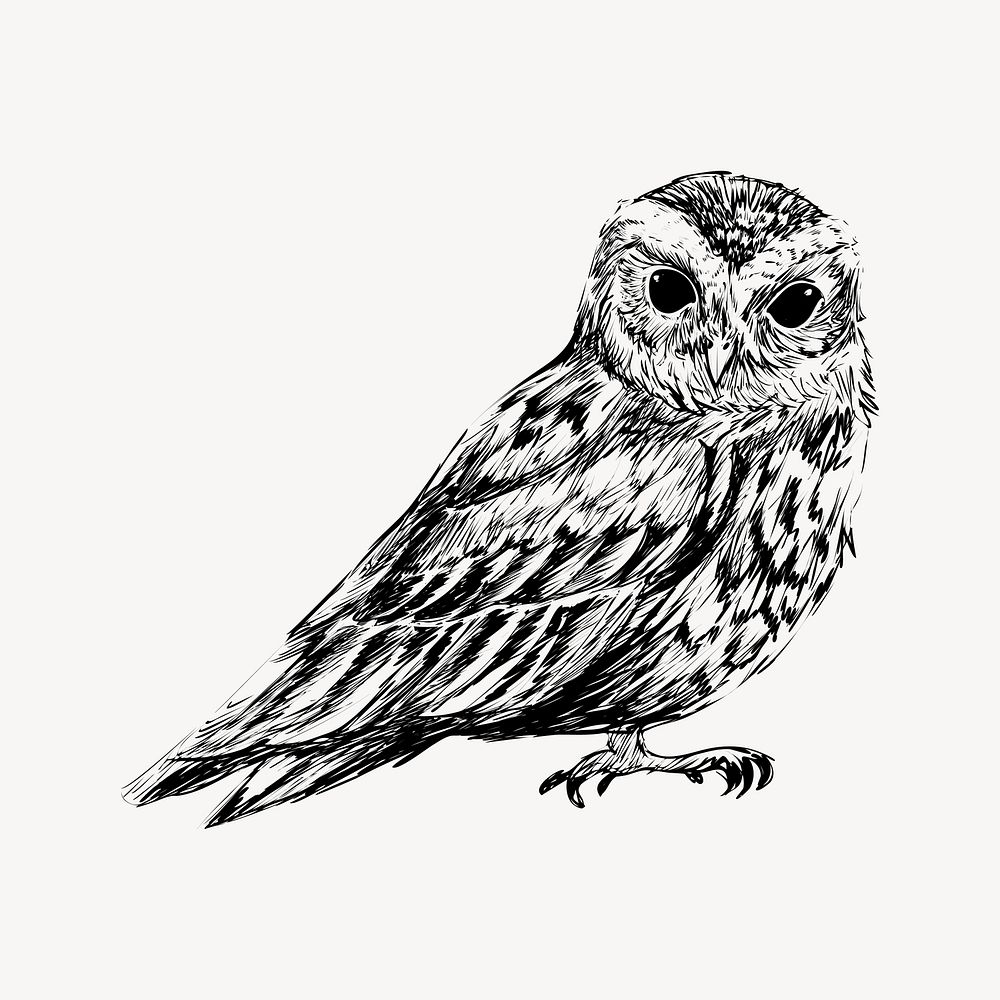 Flammulated owl animal illustration vector