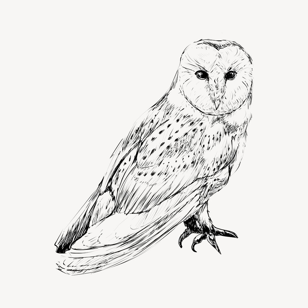 Barn owl animal illustration vector