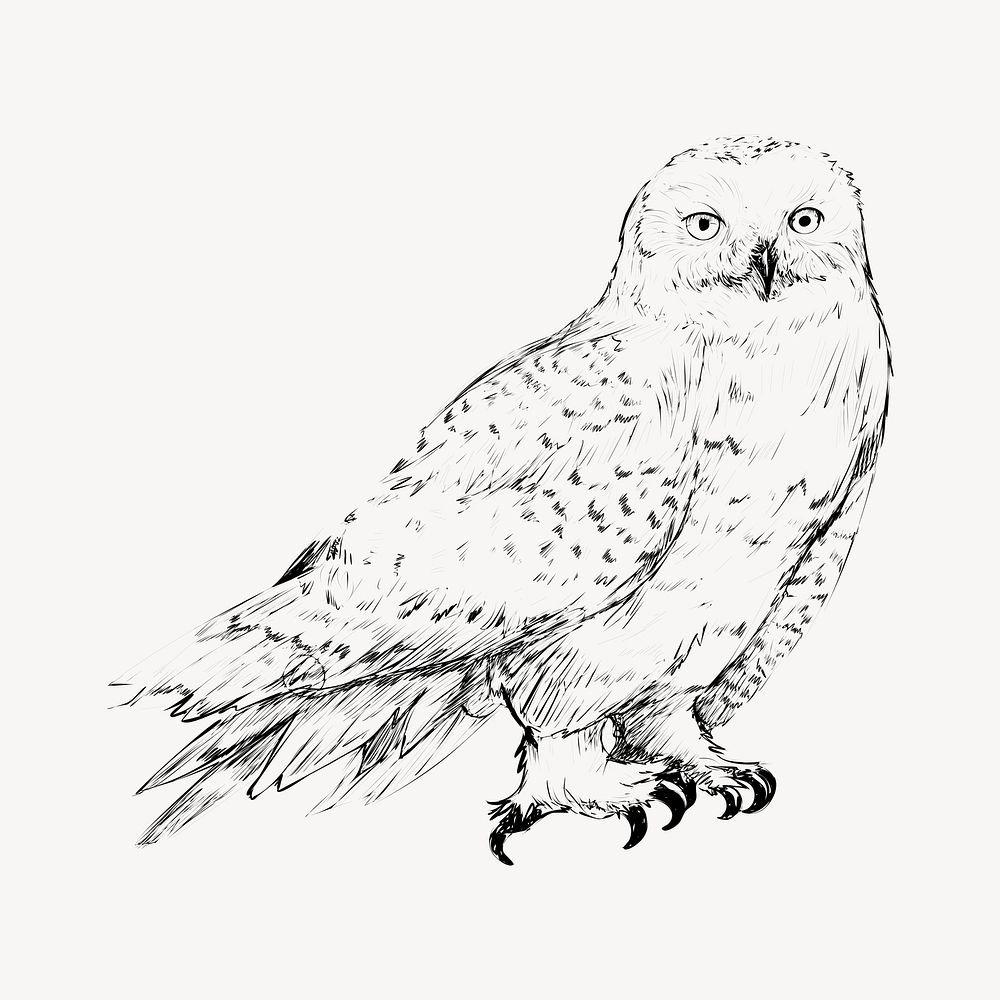 Snow owl sketch animal illustration psd