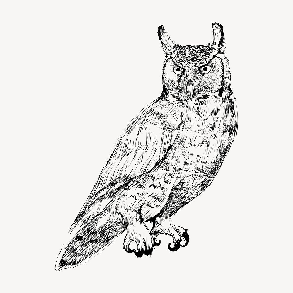 Great Horned owl animal illustration vector