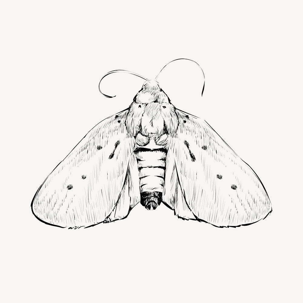 Moth sketch animal illustration vector