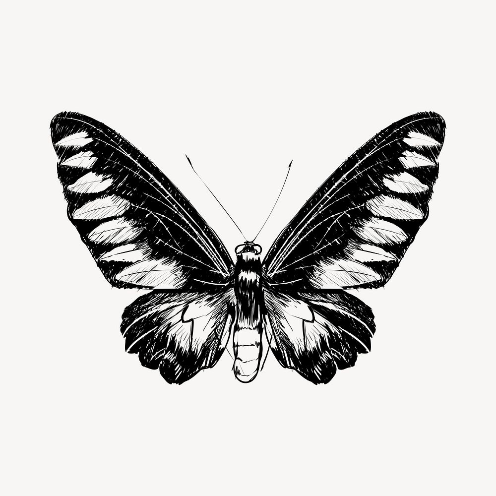 Butterfly illustration sketch animal illustration psd