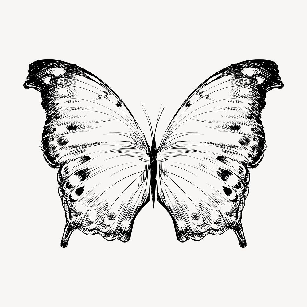 Beautiful butterfly animal illustration vector