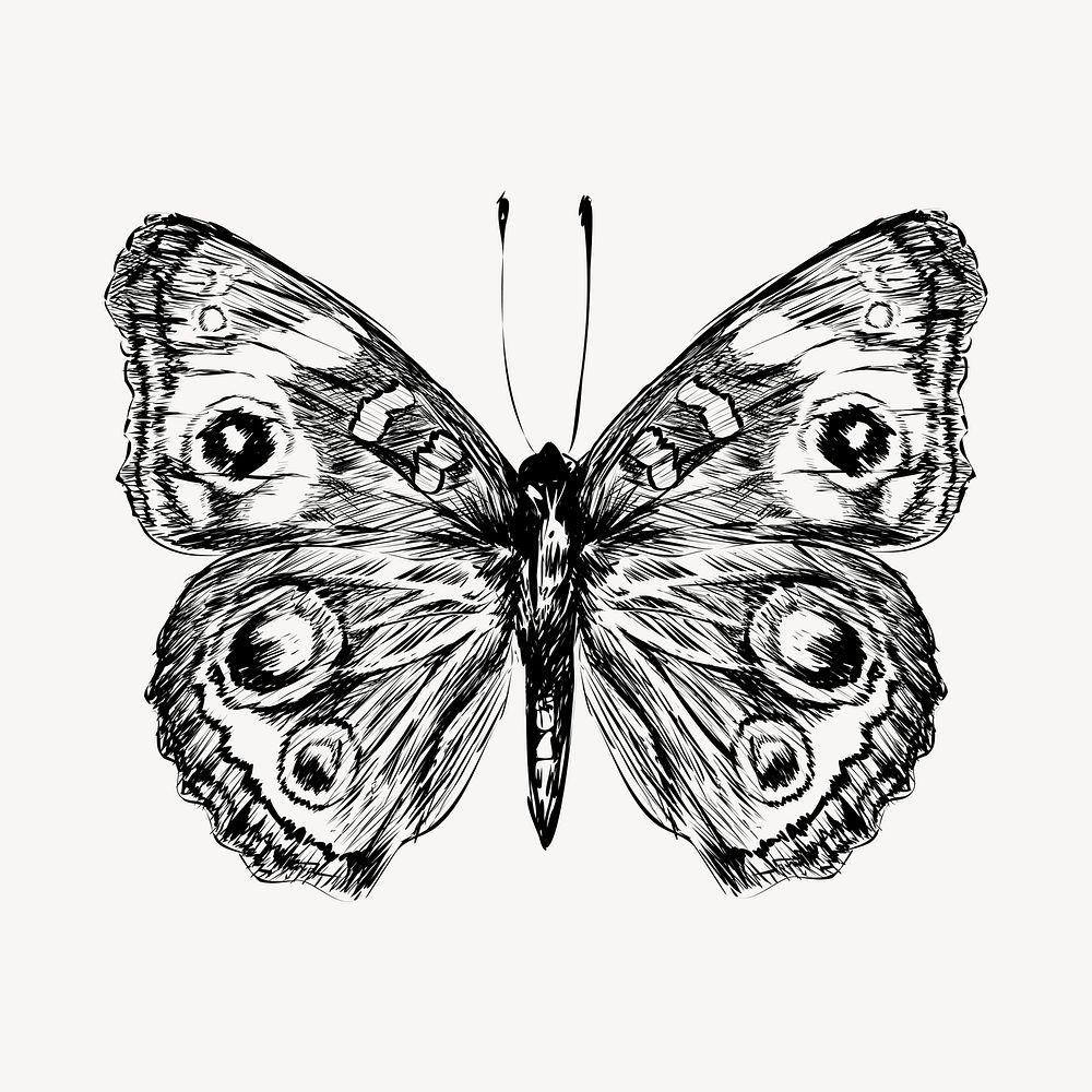 Common Buckeye butterfly sketch animal illustration psd