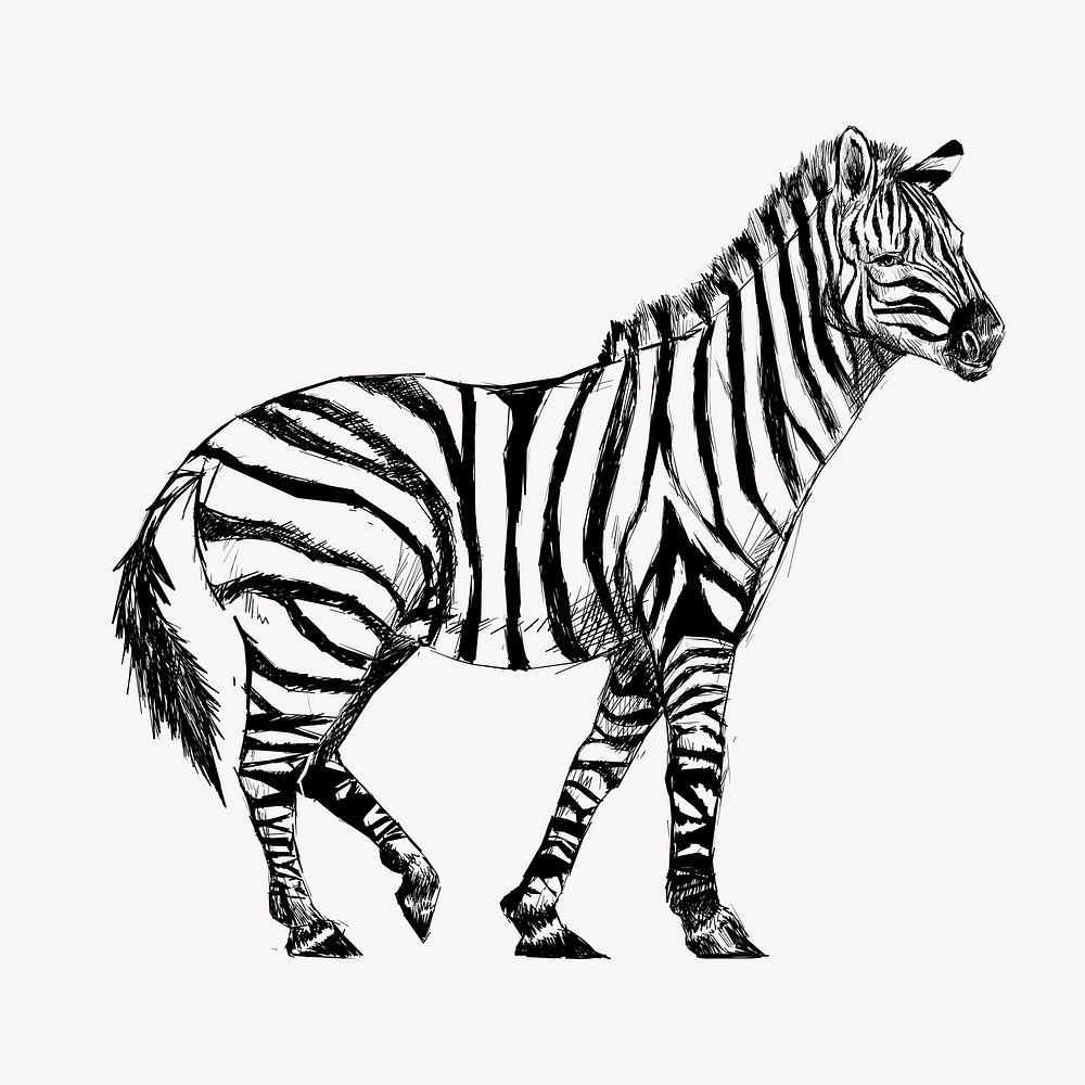 Zebra sketch animal illustration vector