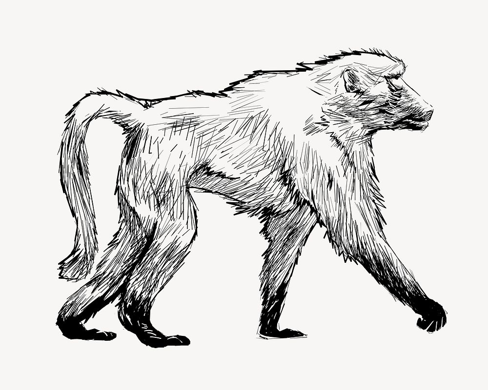Baboon walking animal illustration vector