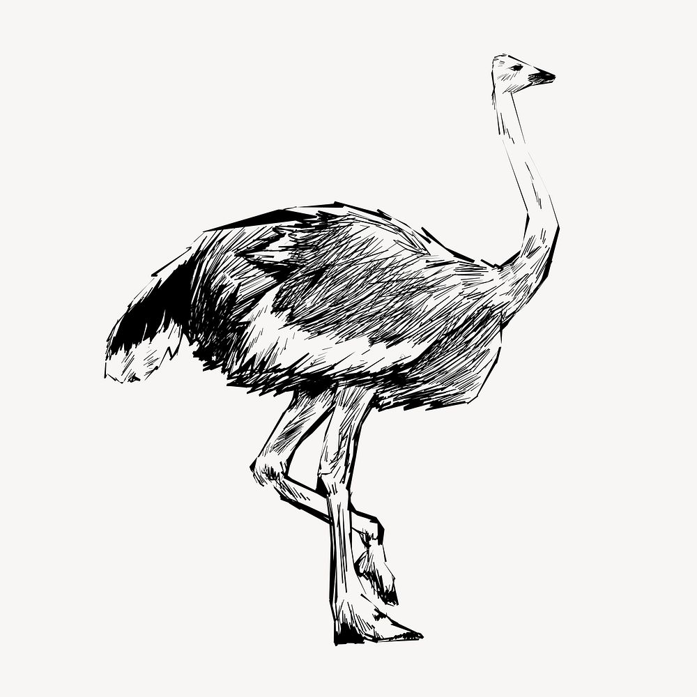 Ostrich sketch animal illustration vector