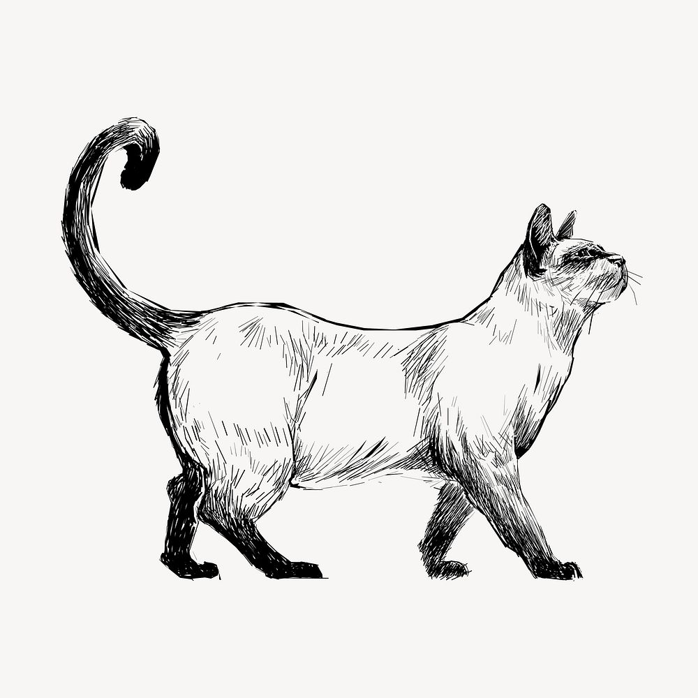 Siamese cat animal illustration vector