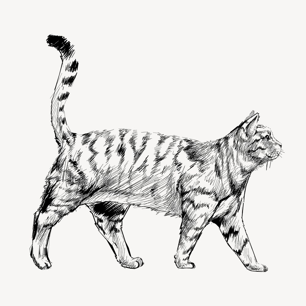 British Shorthair cat animal illustration vector
