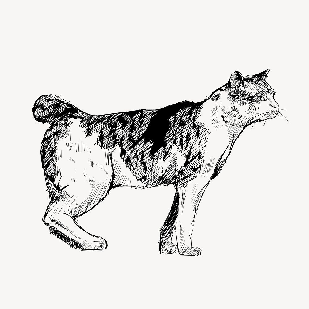 Japanese Bobtail cat animal illustration vector