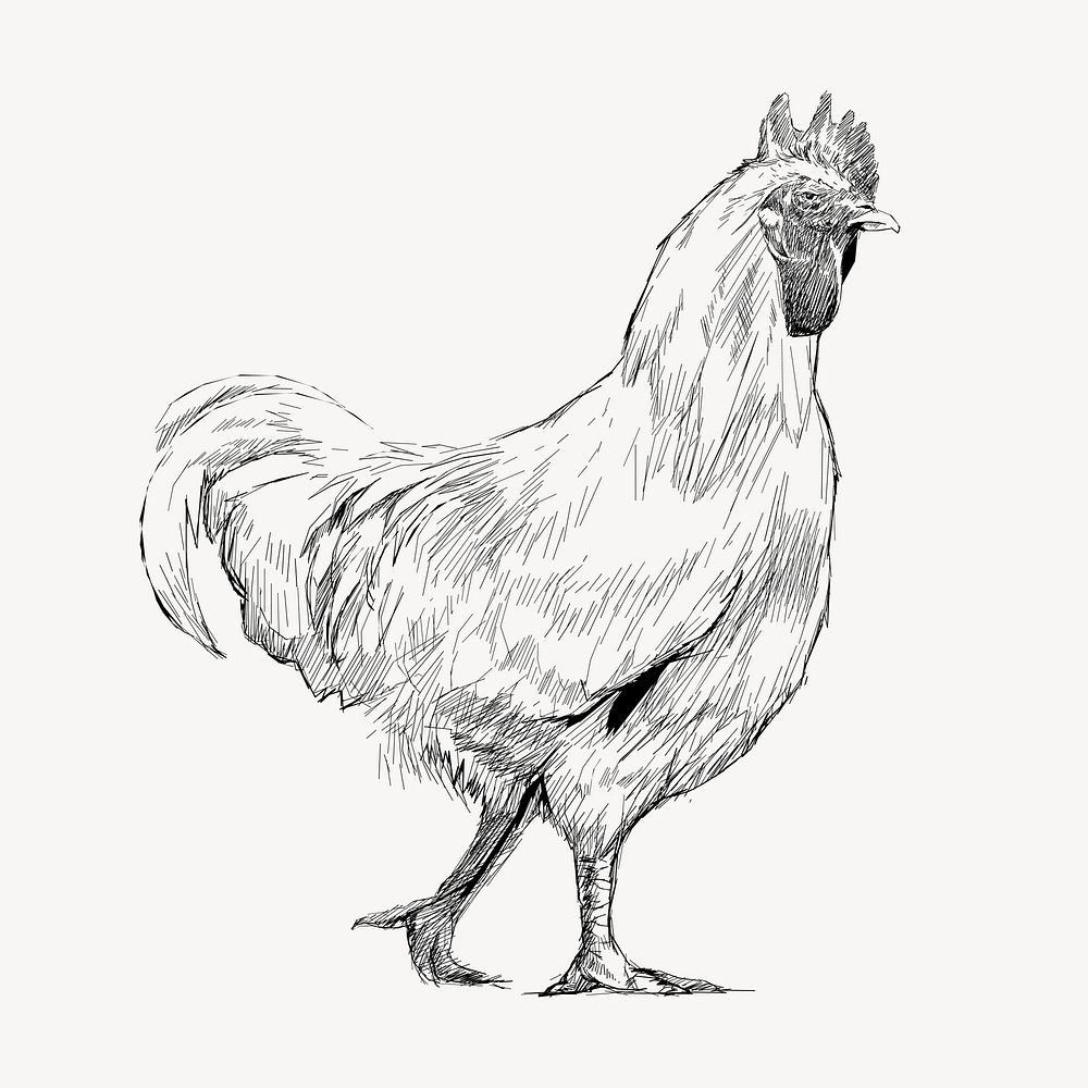 Hen sketch animal illustration vector