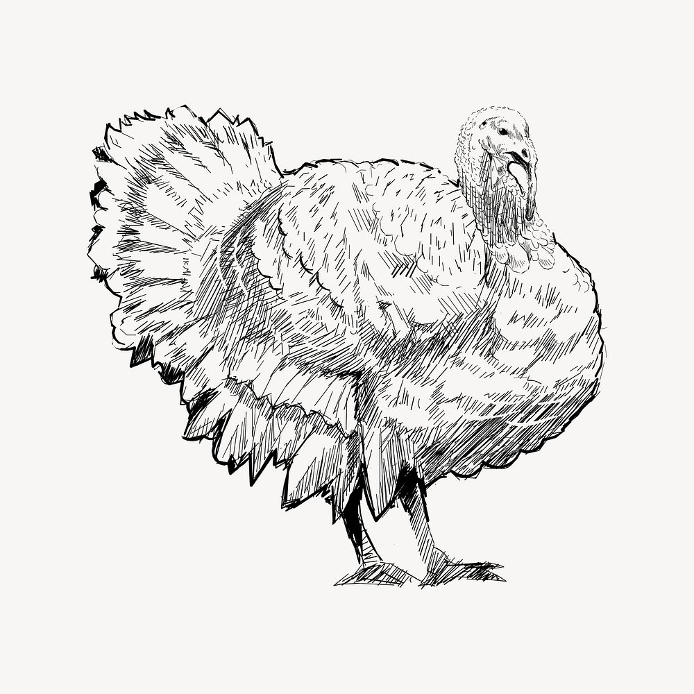 Turkey sketch animal illustration vector