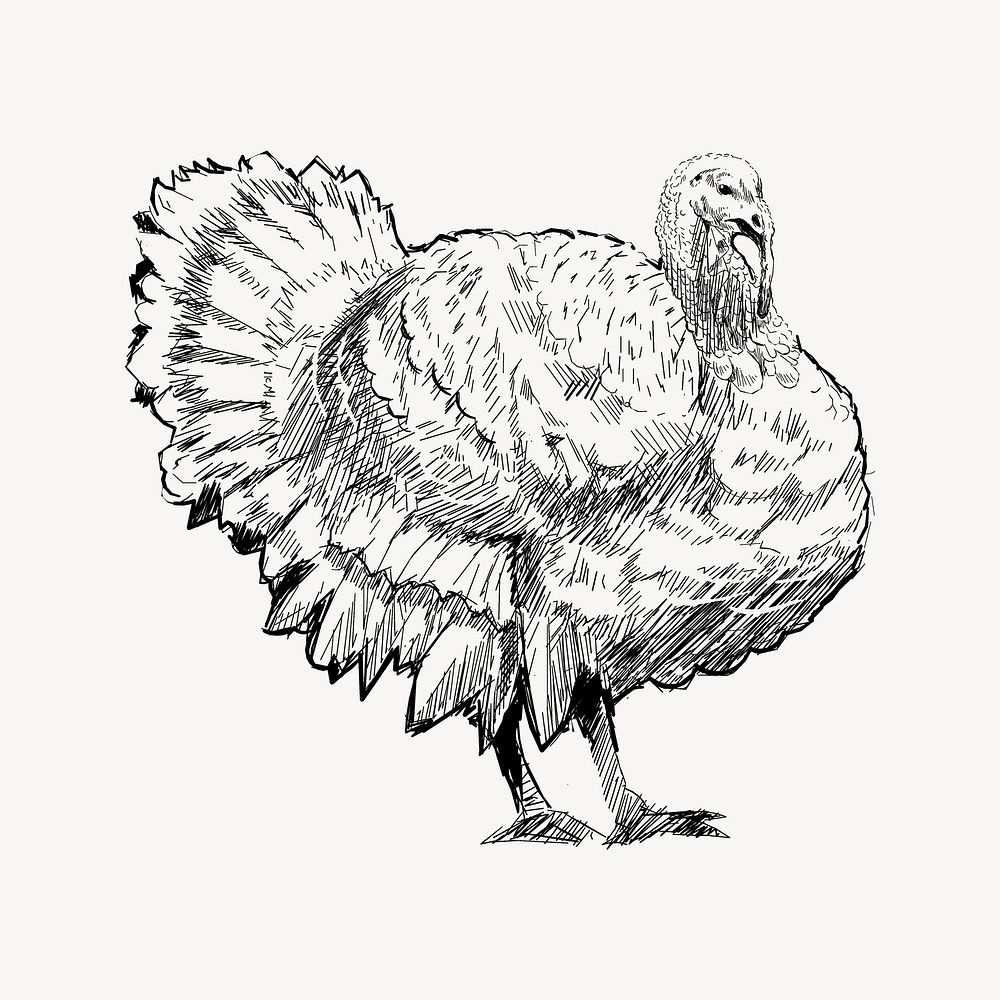 Turkey  sketch animal illustration psd