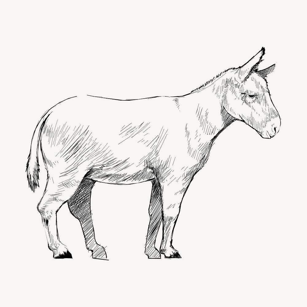 Donkey sketch animal illustration vector