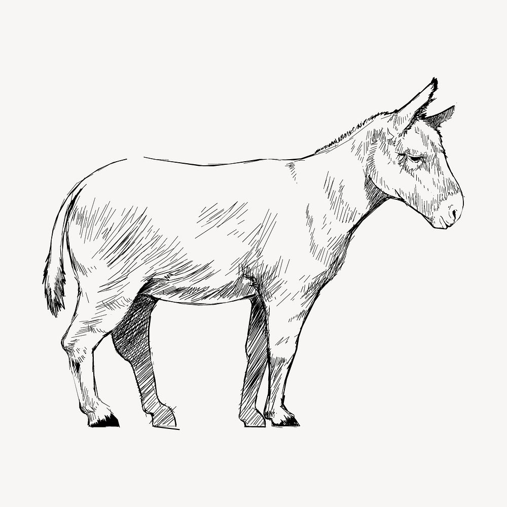 Donkey  sketch animal illustration psd