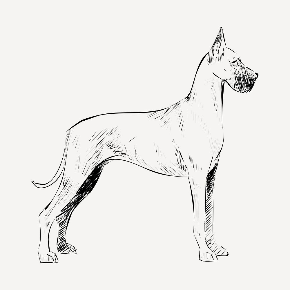 Great Dane dog animal illustration vector