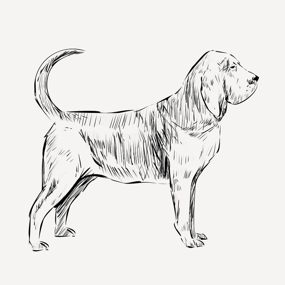 Bloodhound dog animal illustration vector