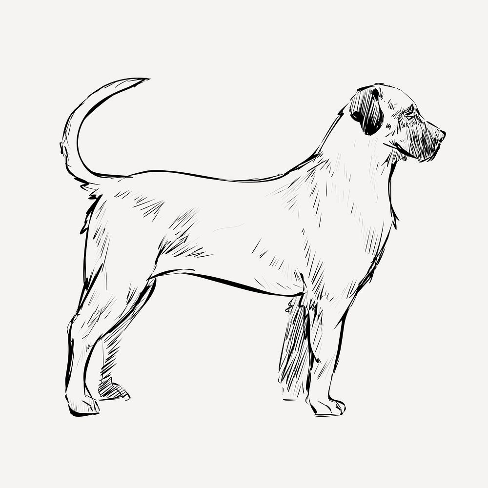 American Mastiff dog animal illustration vector