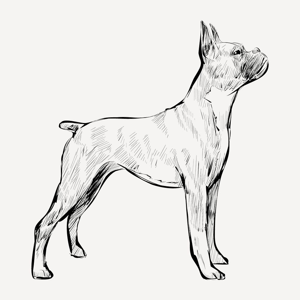 Boxer dog sketch animal illustration psd